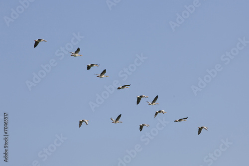 geese flying in blue sky