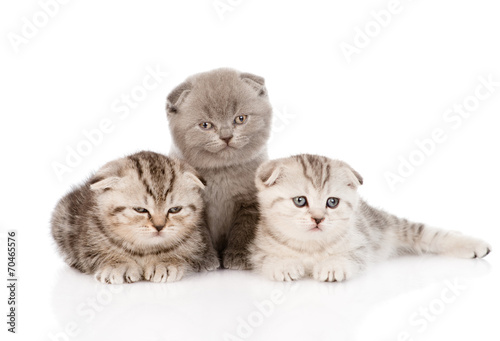 three baby kittens in front. isolated on white background