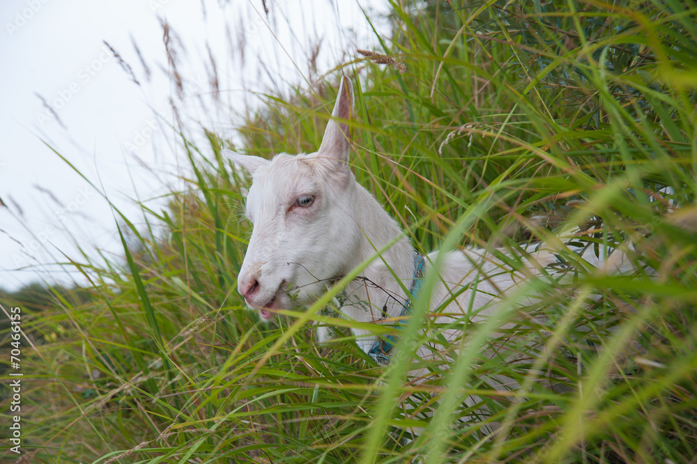 symbol of the year-goat symbol of the year-goat