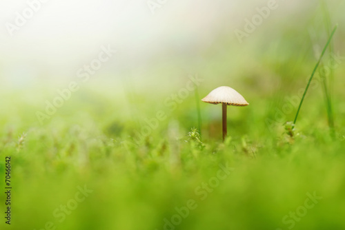 Small mushroom in green moss and grass