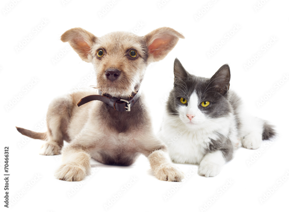 Obraz premium cat and dog looking