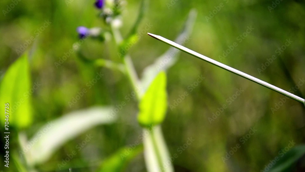 Dragonfly take away on a leaf in forest