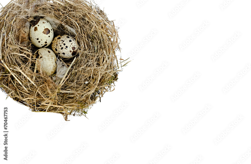 nest with quail eggs nest with quail eggs