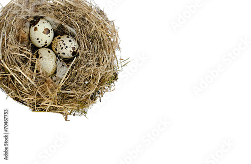 nest with quail eggs