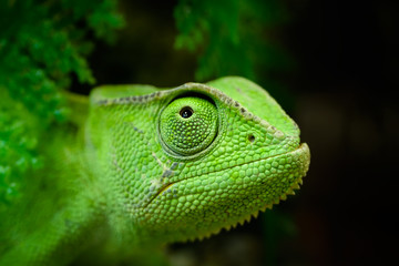 Handdoek met foto Kameleon Felgroene kameleon op takje  © Sergey Skleznev