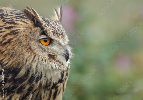 Eagle owl frown