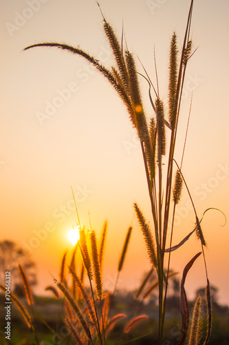Flowering grass during on sunset.
