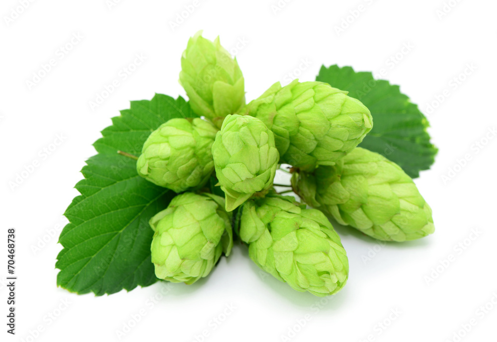 Fototapeta premium Hopfendolden