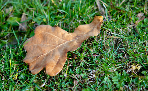 aging autumn leaves photo