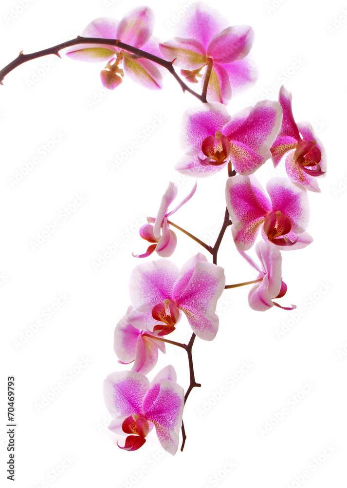 Pink flowers orchid on a white background. Pink flowers orchid on a white background.