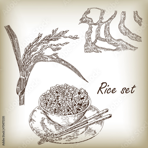 Rice set. Spikelet of rice, rice porridge, rice field vector
