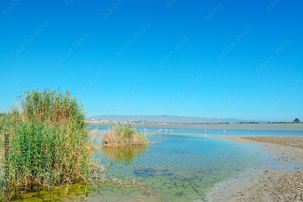 summertime in Molentargius summertime in Molentargius