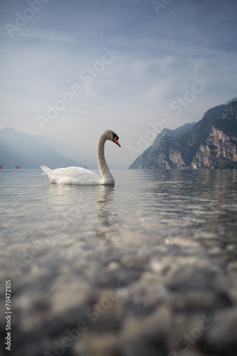 Fototapeta Naklejka Na Ścianę i Meble -  swan on Lake Garda in Italy
