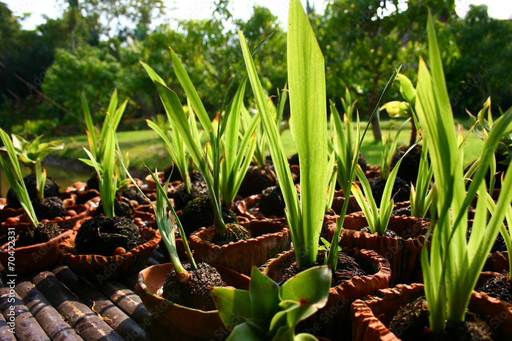 Obraz premium young plants