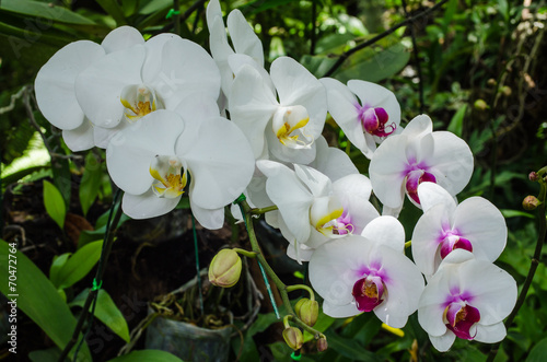 White orkids in the garden photo