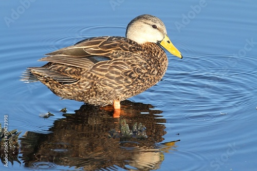 Male Mottled Duck In The Florida Everglades