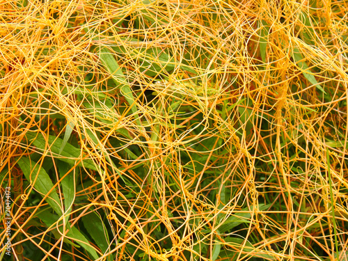 Dodder Illinois Prairie