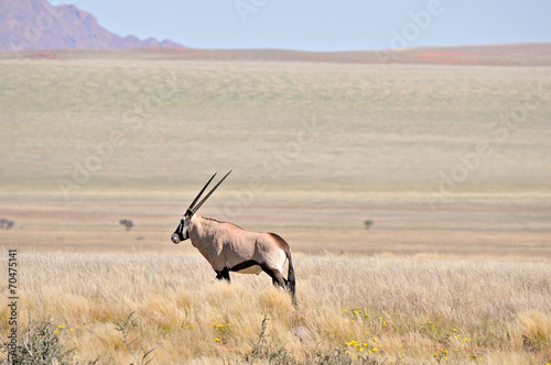 Oryx in grass and mountain landscape