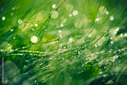 Fresh morning dew on spring grass, natural background - closeup
