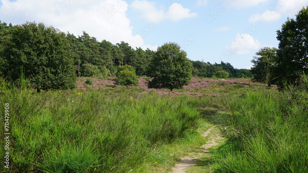 Heide bei Altenrath Heide bei Altenrath