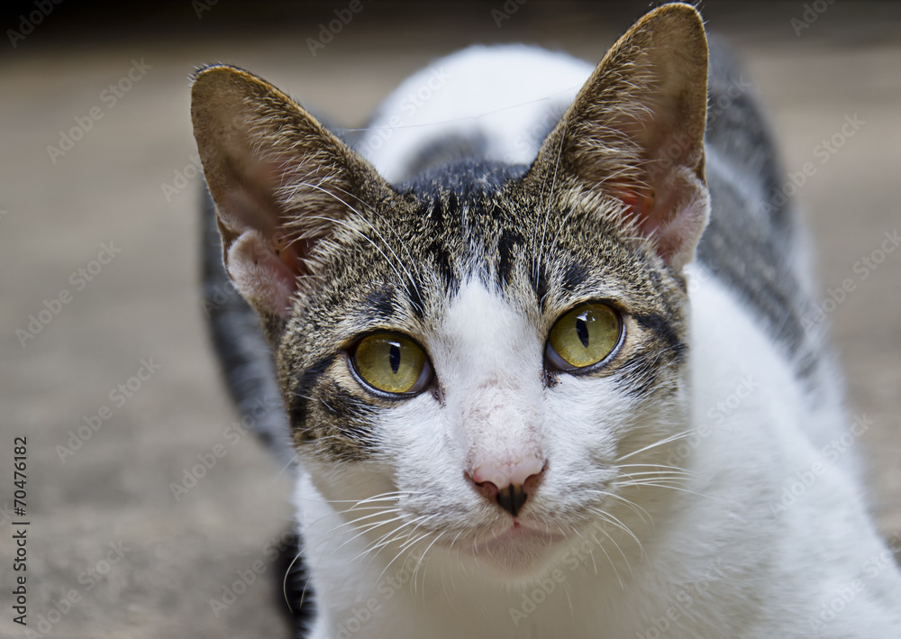 Obraz premium White cat portrait