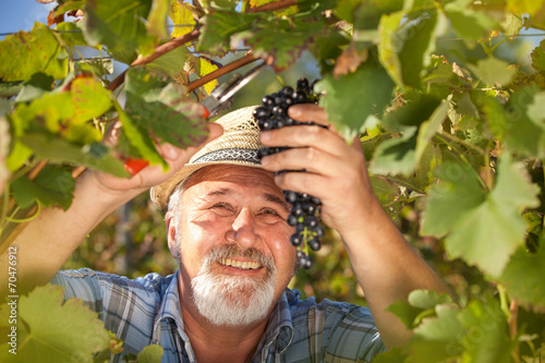 Harvesting Grapes in the Vineyard