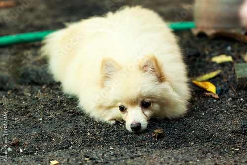 White-Brown pomeranian puppy dog