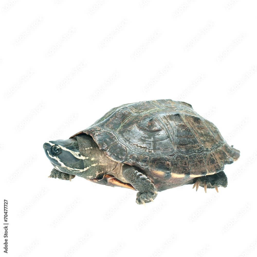 Fototapeta premium Turtle on white background