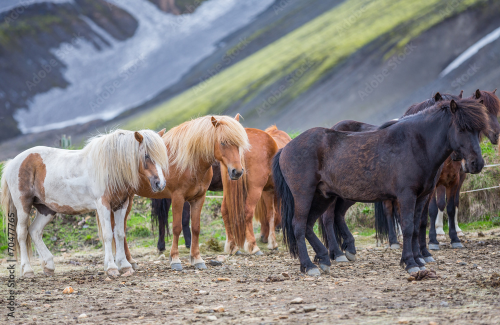 Side view of Icelandic horses group in Landmannalugar Side view of Icelandic horses group in Landmannalugar