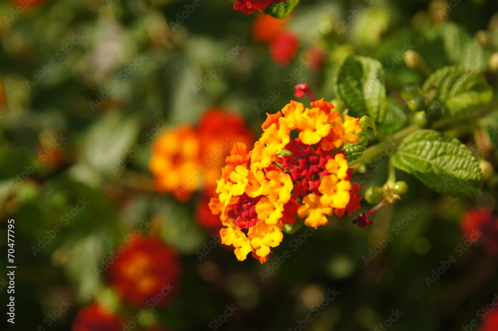 lantana camara rouge et jaune lantana camara rouge et jaune