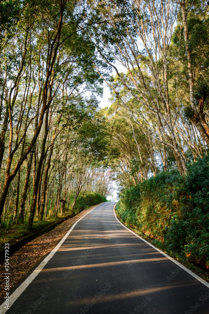 Obraz premium Road among the forest