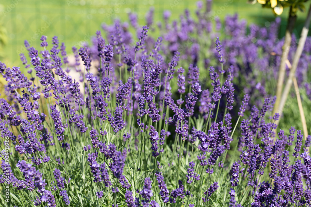 Gardens with the flourishing lavender Gardens with the flourishing lavender