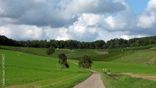 Weinanbau