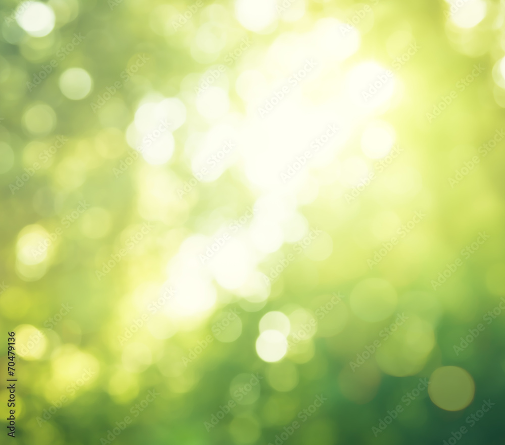 bokeh in morning forest bokeh in morning forest