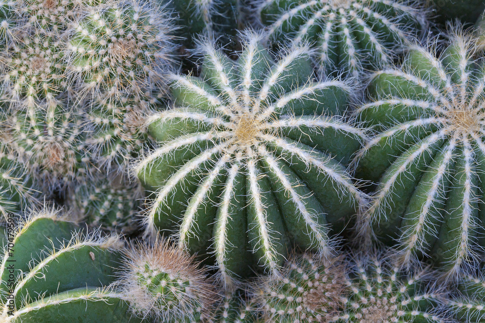 Cactaceae Cactaceae