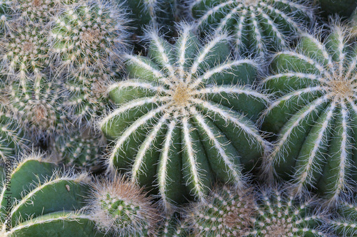 Cactaceae