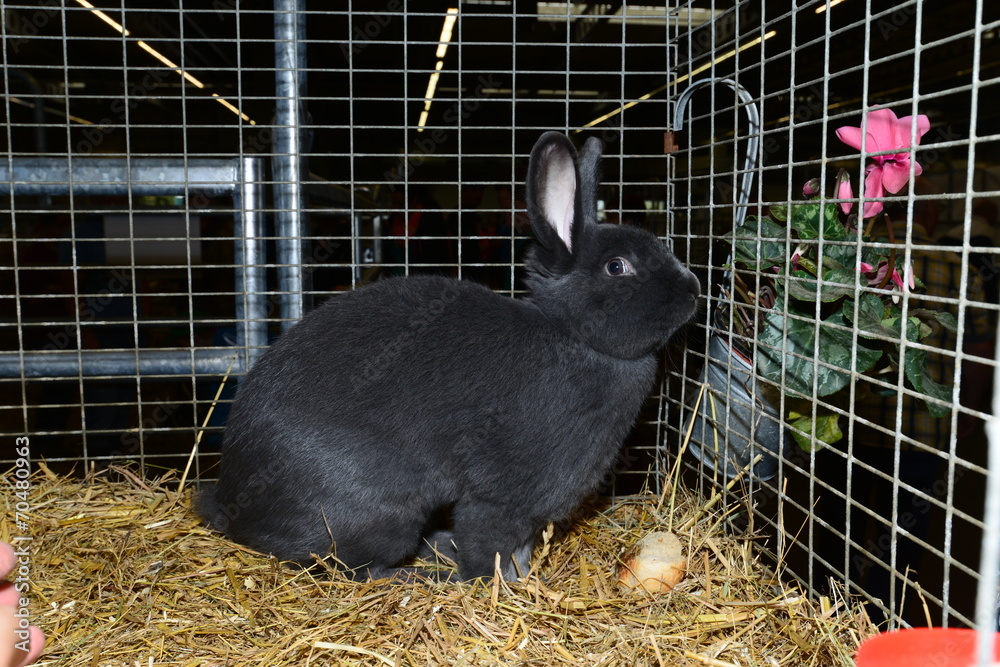 Obraz premium Blauer Wiener