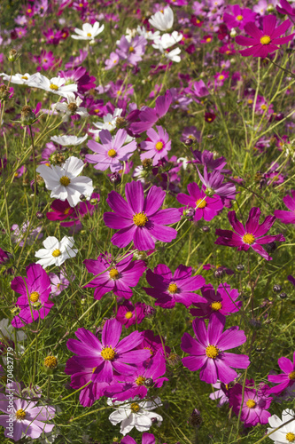 Fleurs