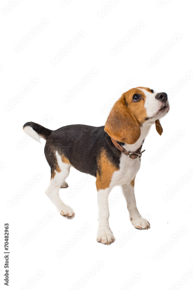 beagle on a white background