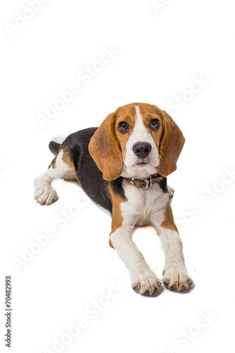 Fototapeta Naklejka Na Ścianę i Meble -  beagle on a white background