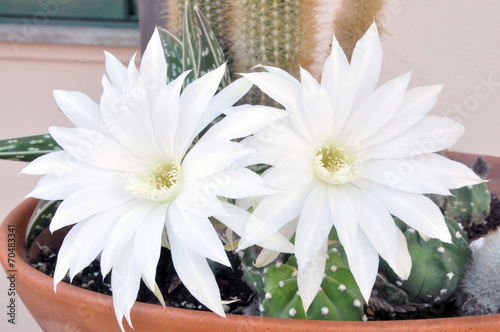 Fiori di cactus