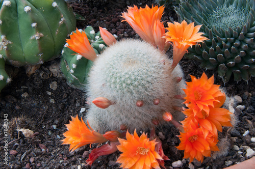 Fiori di cactus