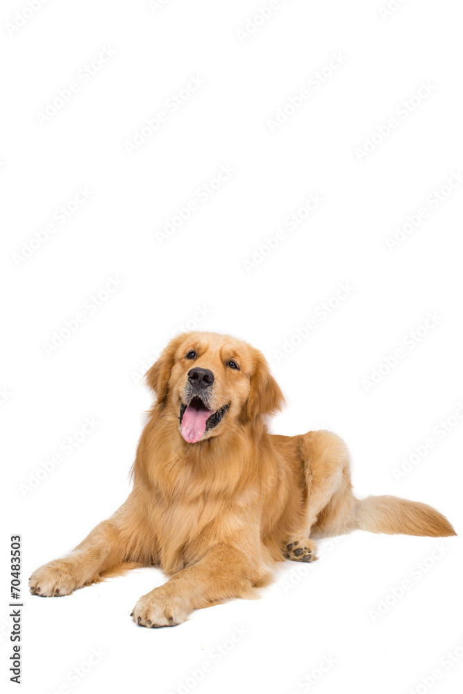 Beautiful dog sitting down - isolated over a white background Beautiful dog sitting down - isolated over a white background