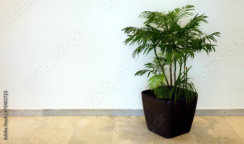 Plante verte dans un couloir Stock Photo | Adobe Stock