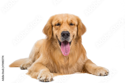 Beautiful dog sitting down - isolated over a white background © aradaphotography