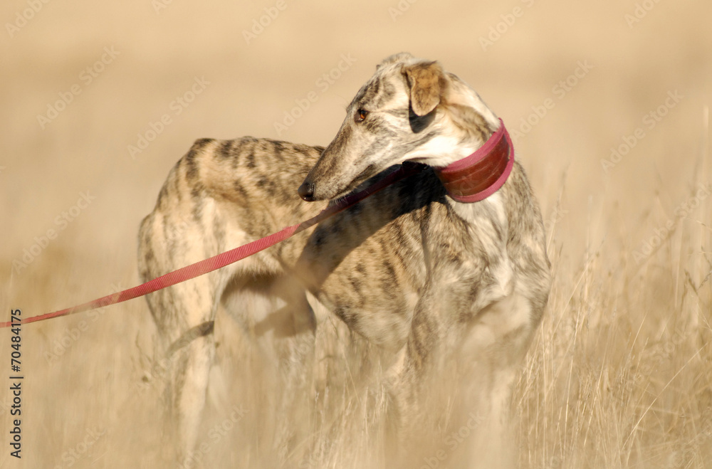 Obraz premium El galgo