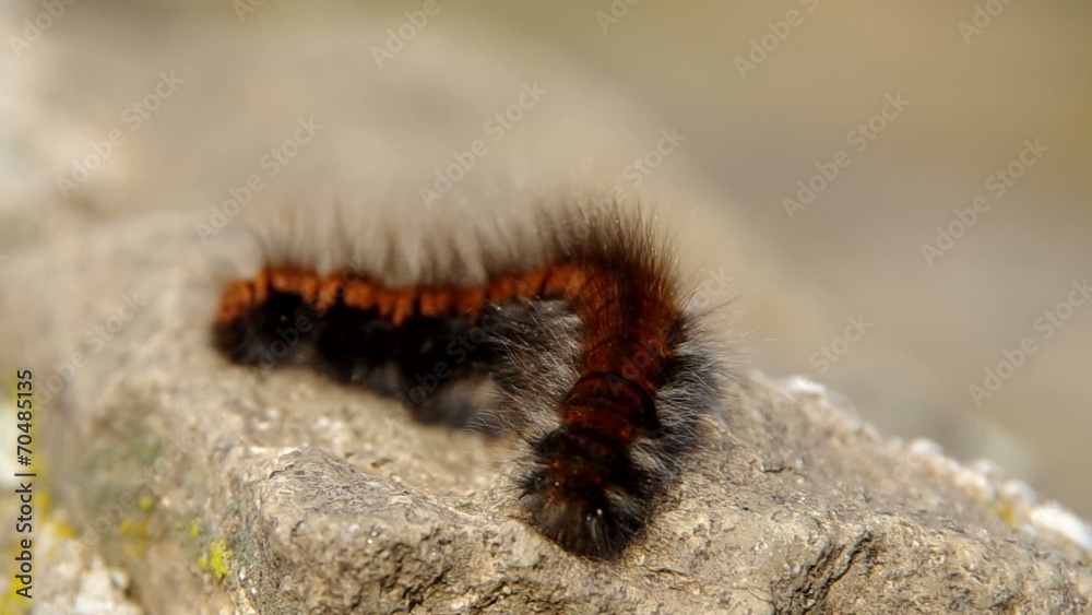 Big brown hairy caterpillar sleeping on a rock Big brown hairy caterpillar sleeping on a rock