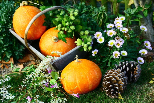 cueillette de potirons au potager,ambiance d'automne photo