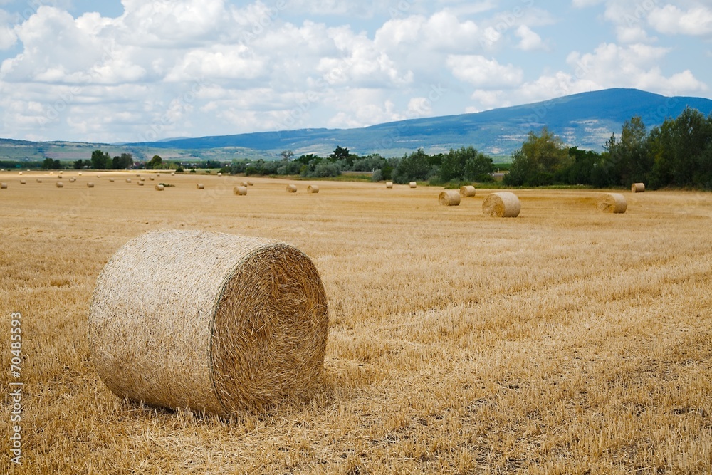 Fototapeta premium Agriculture