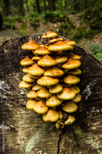 Honey fungus